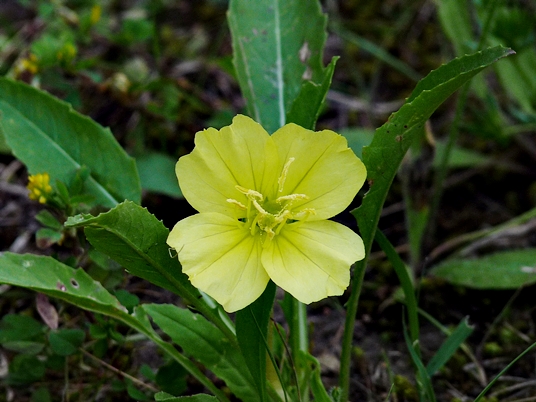 {Oenothera triloba}